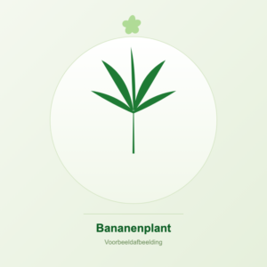 Bananenplant voorbeeldafbeelding