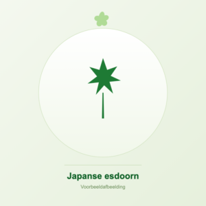 Japanse esdoorn voorbeeldafbeelding