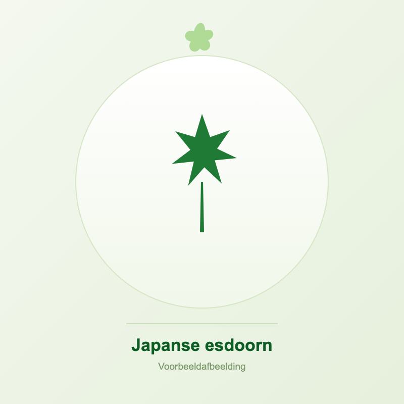 Japanse esdoorns kopen bij Tropic Garden