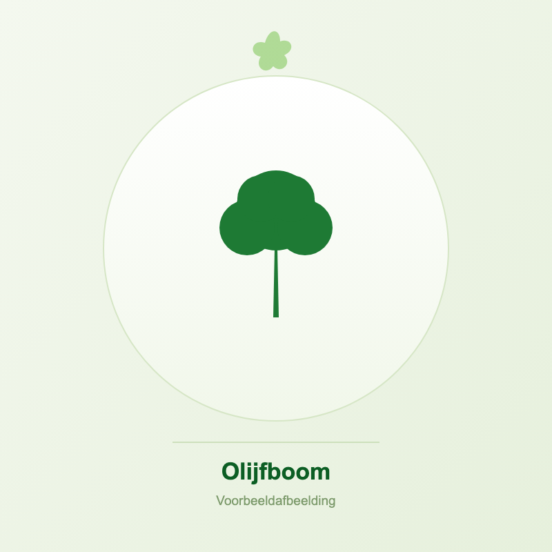 Olijfbomen kopen bij Tropic Garden