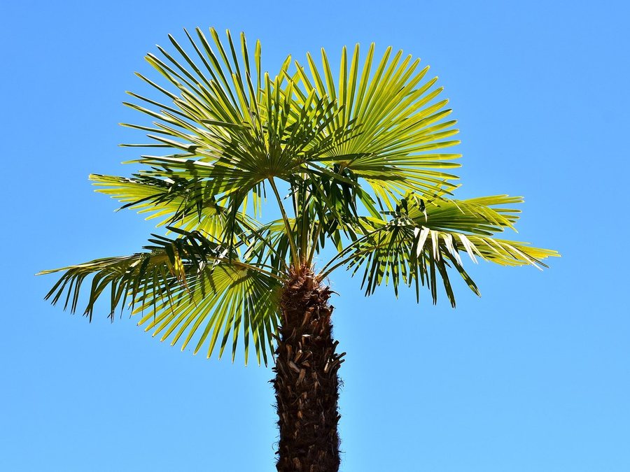 Alle winterharde palmbomen van Tropic Garden