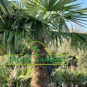Trachycarpus Fortunei