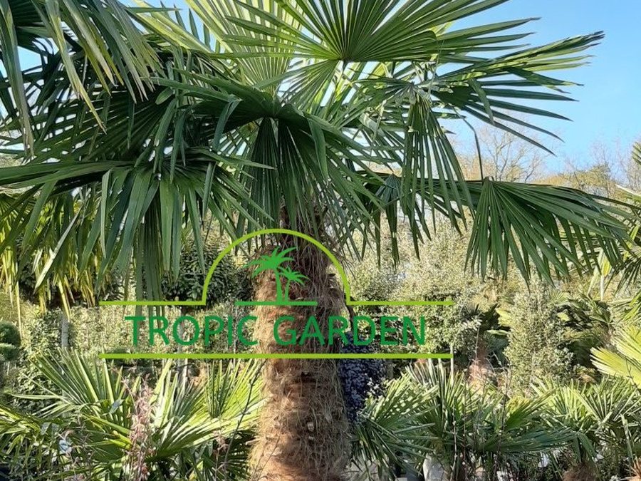 Trachycarpus Fortunei, Chinese waaierpalm kopen bij Tropic Garden