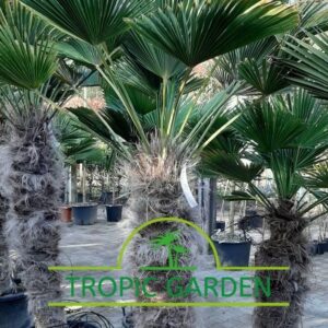 Trachycarpus Wagnerianus