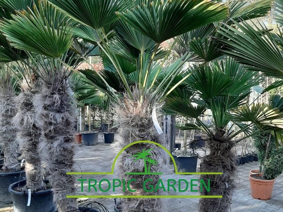 Trachycarpus Wagnerianus, dwergwaaierpalm kopen bij Tropic Garden