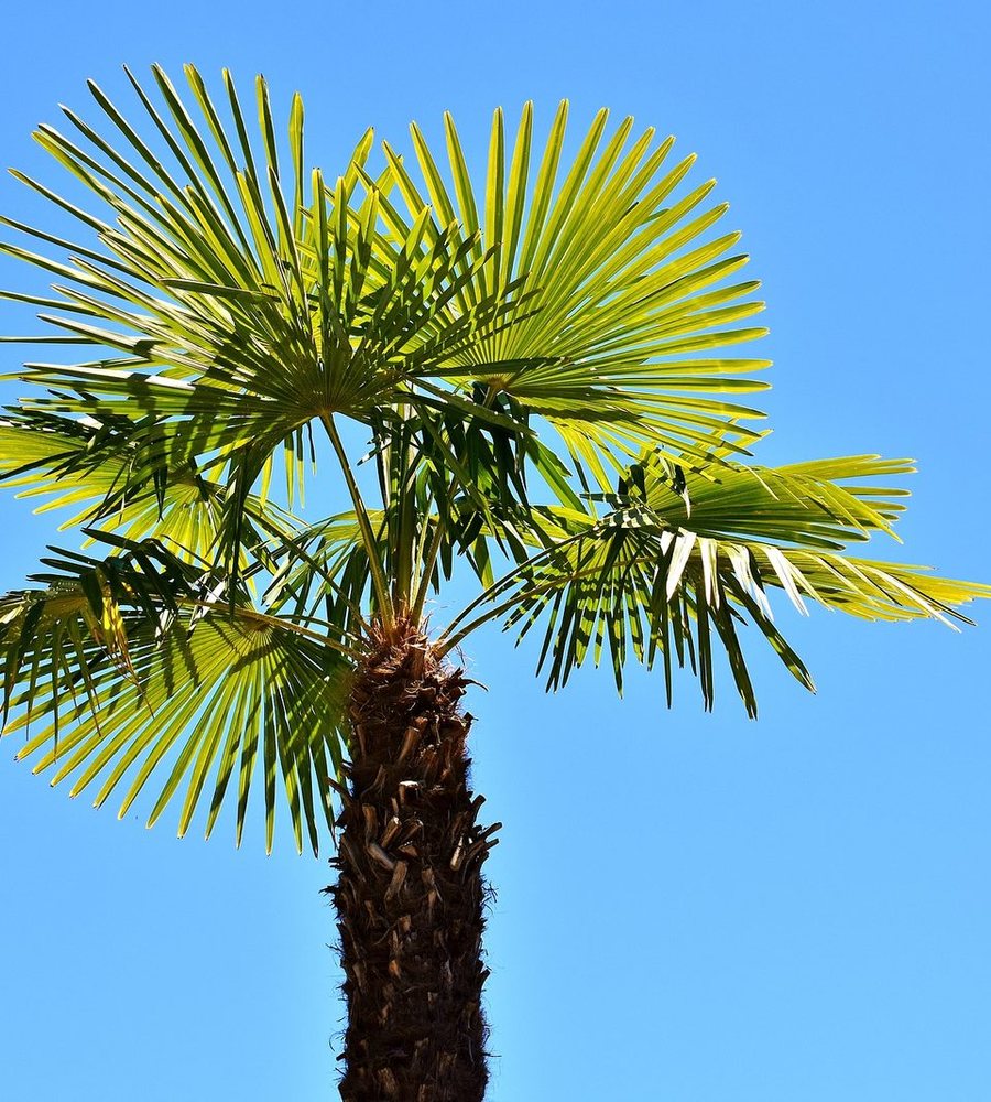 Winterharde Trachycarpus palm van Tropic Garden tegen een blauwe lucht