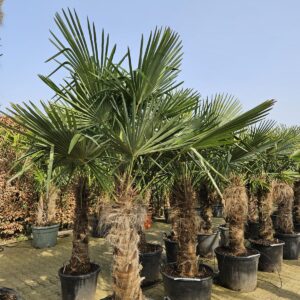 Trachycarpus Fortunei - Chinese waaierpalm, stamhoogte 100 cm bij Tropic Garden Enschede