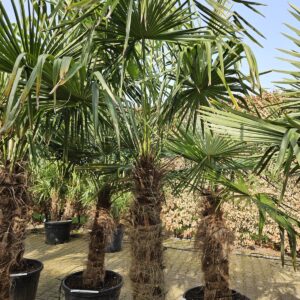 Trachycarpus Fortunei - Chinese waaierpalm, stamhoogte 110 cm bij Tropic Garden Enschede
