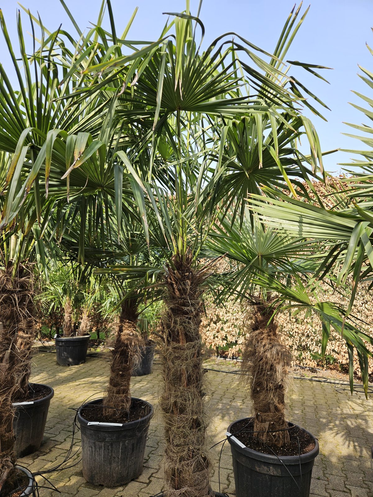 Trachycarpus Fortunei - Chinese waaierpalm, stamhoogte 110 cm bij Tropic Garden Enschede