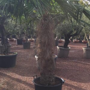 Trachycarpus Fortunei - Chinese waaierpalm, stamhoogte 120 cm bij Tropic Garden Enschede