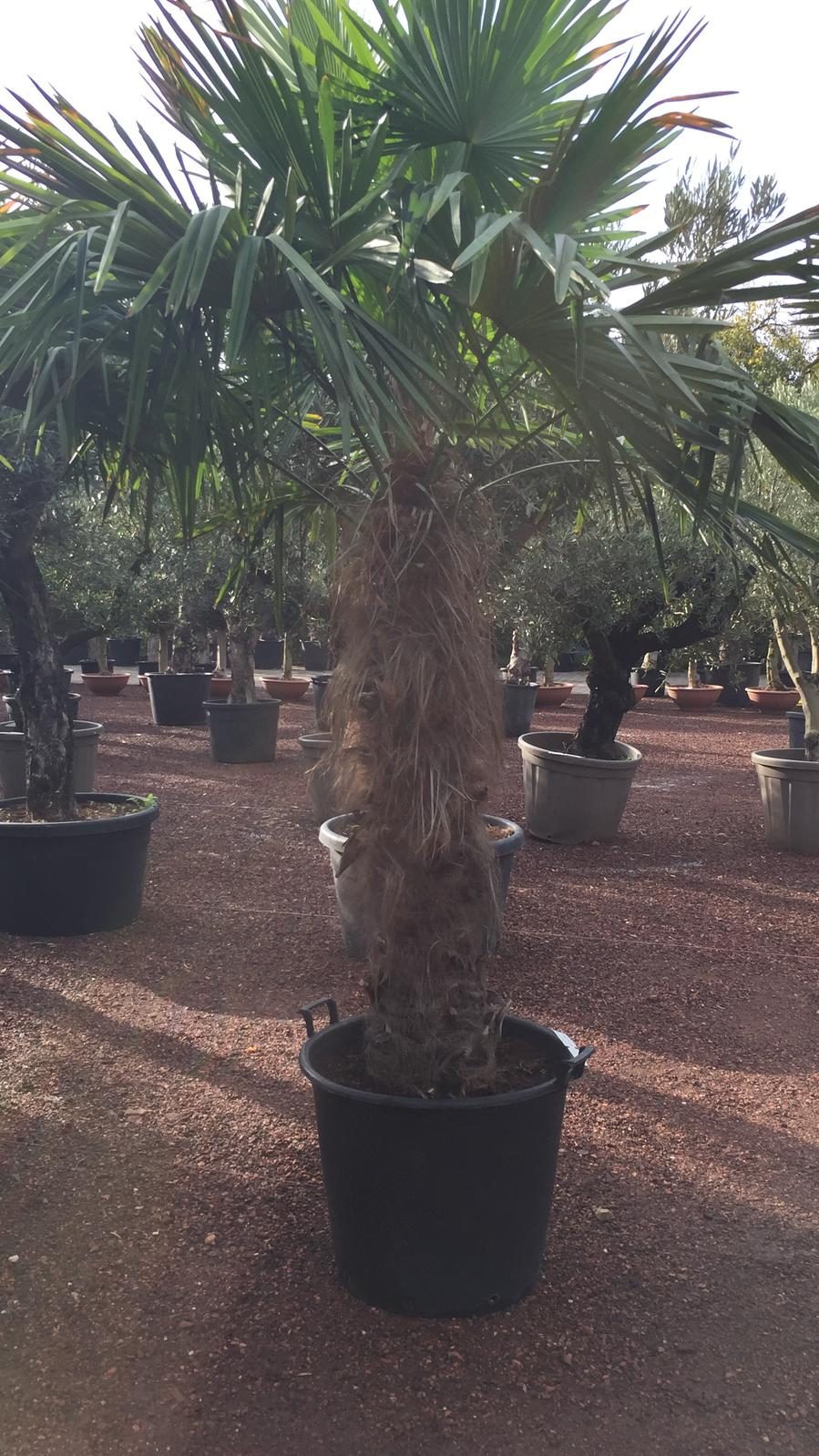 Trachycarpus Fortunei - Chinese waaierpalm, stamhoogte 120 cm bij Tropic Garden Enschede