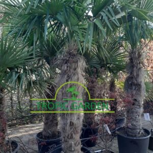 Trachycarpus Fortunei - Chinese waaierpalm, stamhoogte 130 cm bij Tropic Garden Enschede