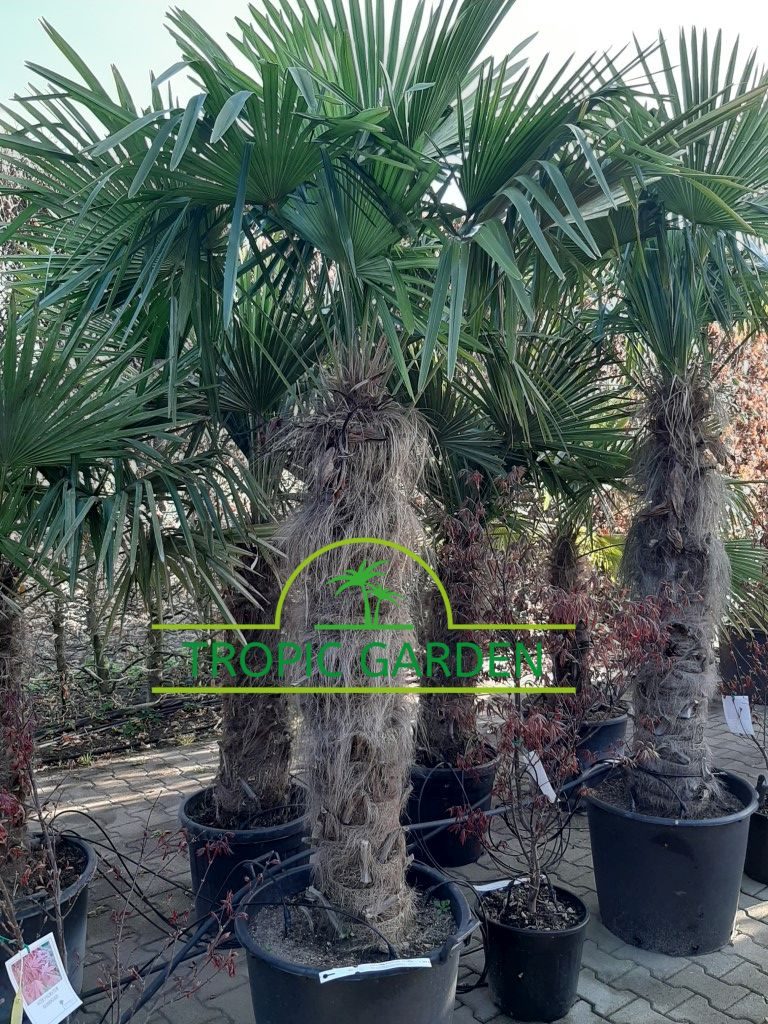 Trachycarpus Fortunei - Chinese waaierpalm, stamhoogte 130 cm bij Tropic Garden Enschede