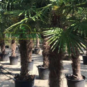 Trachycarpus Fortunei - Chinese waaierpalm, stamhoogte 140 cm bij Tropic Garden Enschede