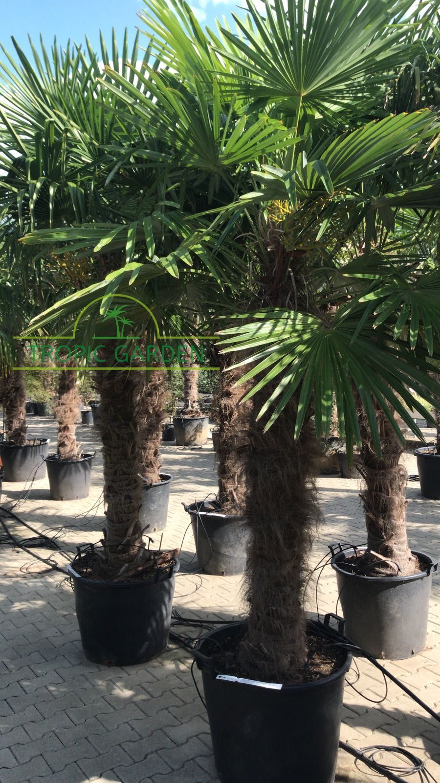 Trachycarpus Fortunei - Chinese waaierpalm, stamhoogte 140 cm bij Tropic Garden Enschede
