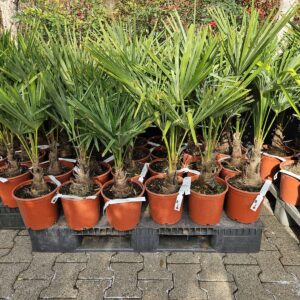 Trachycarpus Fortunei - Chinese waaierpalm, stamhoogte 15 cm bij Tropic Garden Enschede
