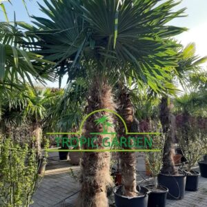Trachycarpus Fortunei - Chinese waaierpalm, stamhoogte 150 cm bij Tropic Garden Enschede