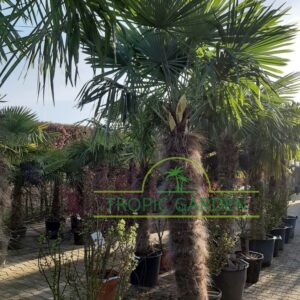 Trachycarpus Fortunei - Chinese waaierpalm, stamhoogte 160 cm bij Tropic Garden Enschede