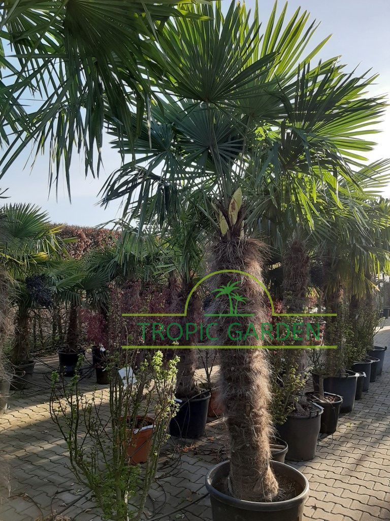 Trachycarpus Fortunei - Chinese waaierpalm, stamhoogte 160 cm bij Tropic Garden Enschede