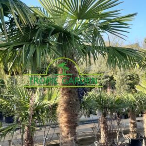 Trachycarpus Fortunei - Chinese waaierpalm, stamhoogte 170 cm bij Tropic Garden Enschede