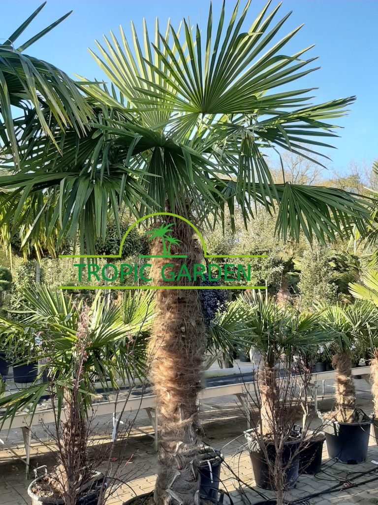 Trachycarpus Fortunei - Chinese waaierpalm, stamhoogte 170 cm bij Tropic Garden Enschede