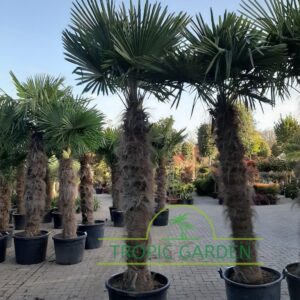 Trachycarpus Fortunei - Chinese waaierpalm, stamhoogte 180 cm bij Tropic Garden Enschede