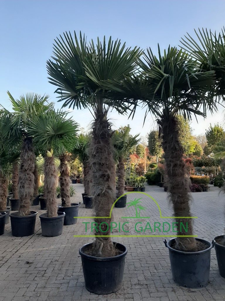 Trachycarpus Fortunei - Chinese waaierpalm, stamhoogte 180 cm bij Tropic Garden Enschede