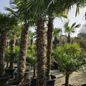 Trachycarpus Fortunei - Chinese waaierpalm, stamhoogte 190 cm bij Tropic Garden Enschede