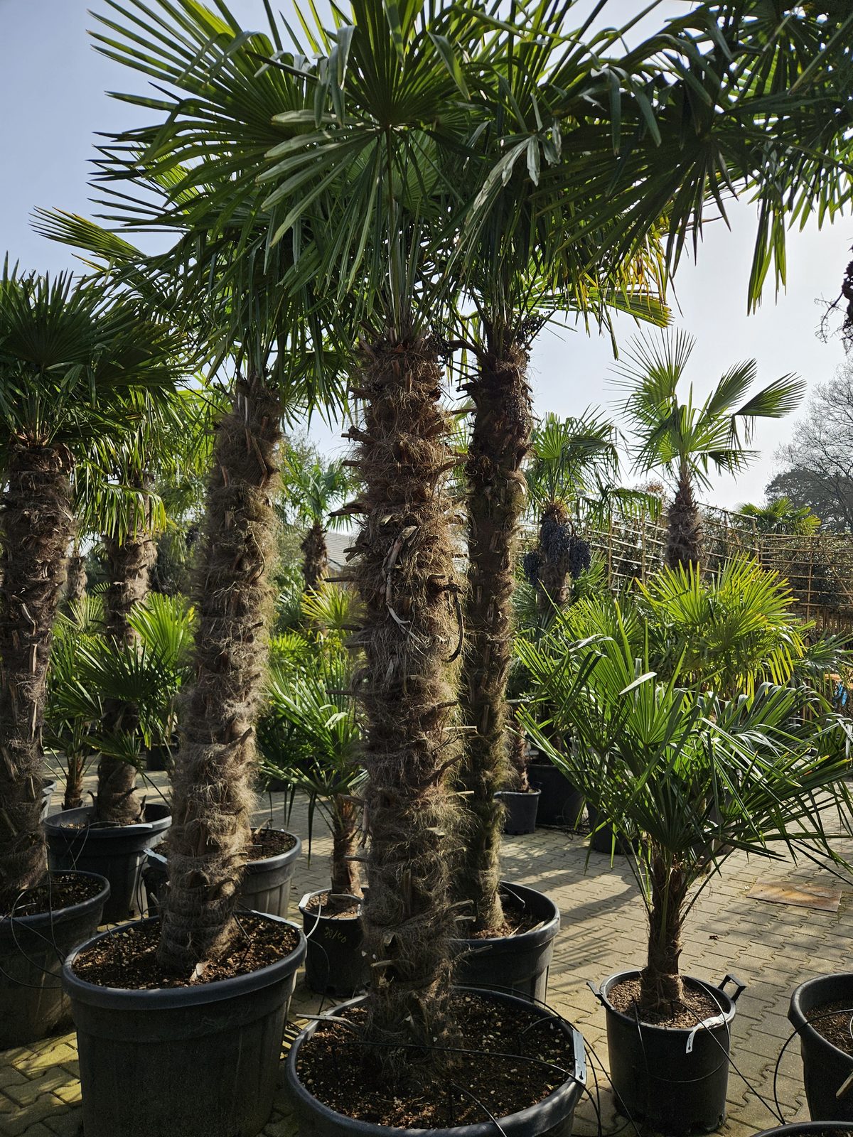 Trachycarpus Fortunei - Chinese waaierpalm, stamhoogte 190 cm bij Tropic Garden Enschede