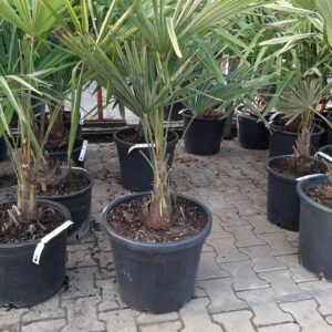 Trachycarpus Fortunei - Chinese waaierpalm, stamhoogte 20 tot 30 cm bij Tropic Garden Enschede