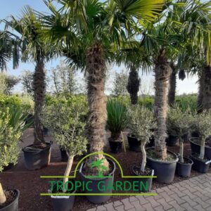 Trachycarpus Fortunei - Chinese waaierpalm, stamhoogte 200 cm bij Tropic Garden Enschede