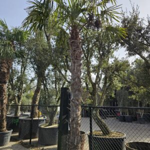 Trachycarpus Fortunei - Chinese waaierpalm, stamhoogte 280 cm bij Tropic Garden Enschede