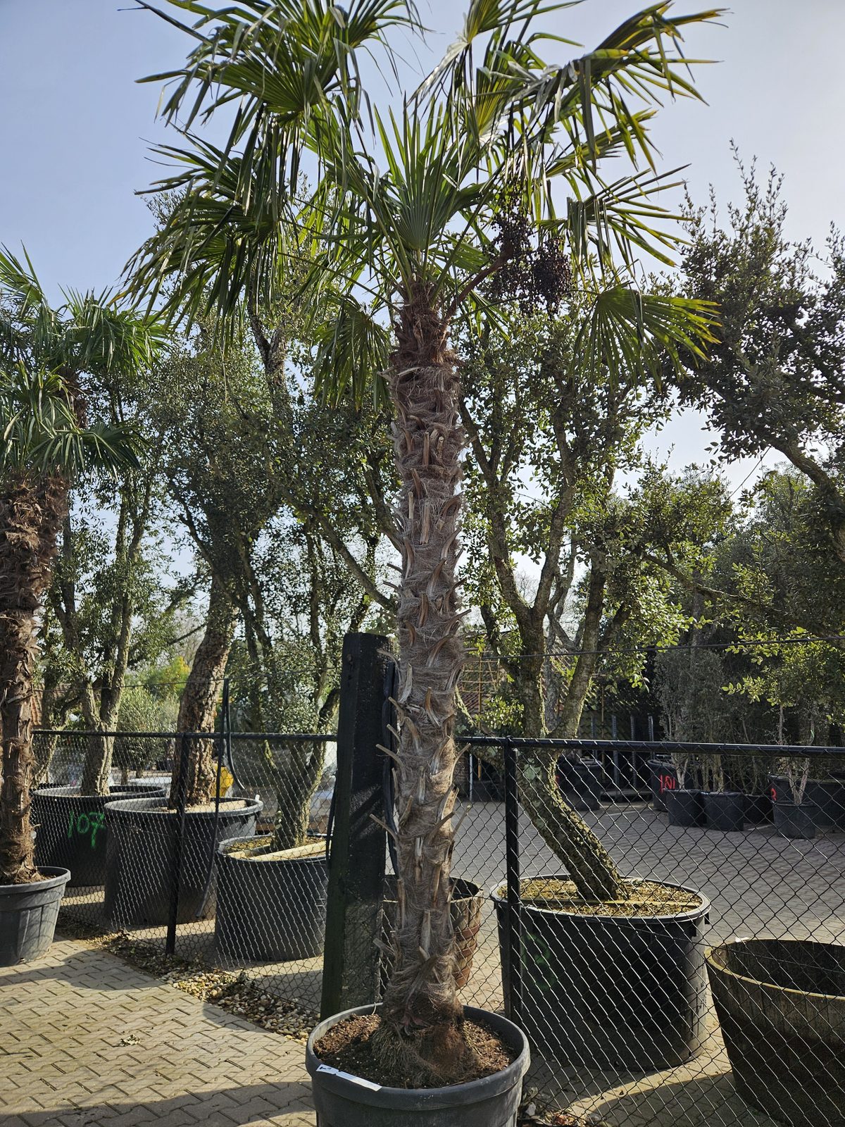 Trachycarpus Fortunei - Chinese waaierpalm, stamhoogte 280 cm bij Tropic Garden Enschede