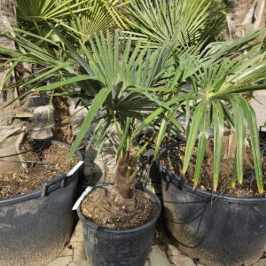 Trachycarpus Fortunei - Chinese waaierpalm, stamhoogte 30 tot 40 cm bij Tropic Garden Enschede