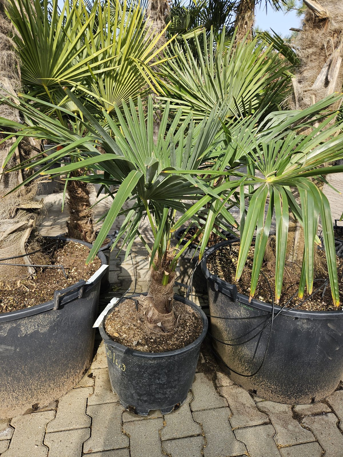 Trachycarpus Fortunei - Chinese waaierpalm, stamhoogte 30 tot 40 cm bij Tropic Garden Enschede