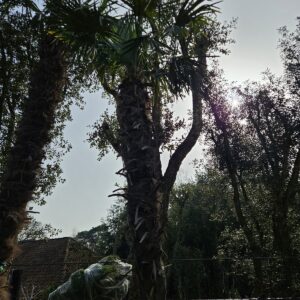 Trachycarpus Fortunei - Chinese waaierpalm, stamhoogte 300 cm bij Tropic Garden Enschede