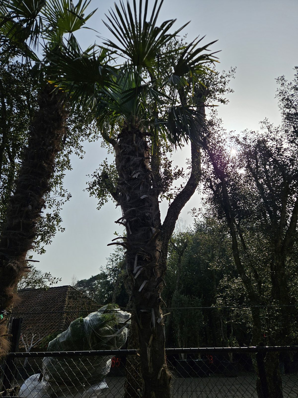 Trachycarpus Fortunei - Chinese waaierpalm, stamhoogte 300 cm bij Tropic Garden Enschede