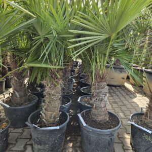 Trachycarpus Fortunei - Chinese waaierpalm, stamhoogte 50 cm bij Tropic Garden Enschede