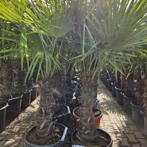 Trachycarpus Fortunei - Chinese waaierpalm, stamhoogte 60 cm bij Tropic Garden Enschede