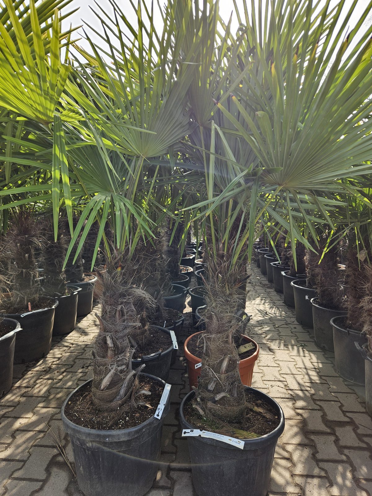 Trachycarpus Fortunei - Chinese waaierpalm, stamhoogte 60 cm bij Tropic Garden Enschede