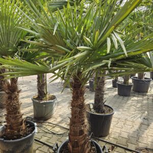 Trachycarpus Fortunei - Chinese waaierpalm, stamhoogte 70 cm bij Tropic Garden Enschede