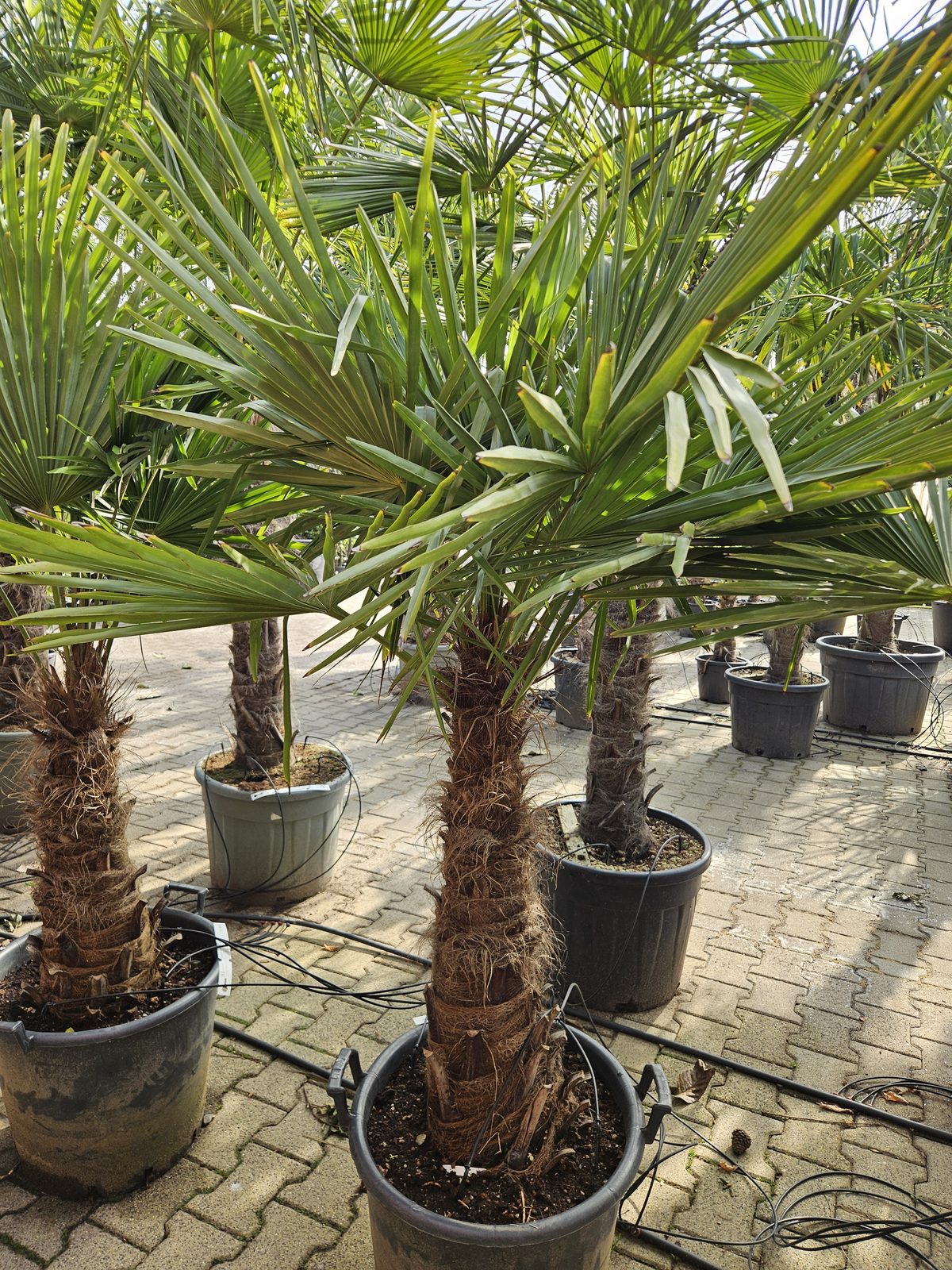 Trachycarpus Fortunei - Chinese waaierpalm, stamhoogte 70 cm bij Tropic Garden Enschede