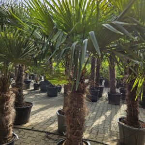 Trachycarpus Fortunei - Chinese waaierpalm, stamhoogte 80 cm bij Tropic Garden Enschede