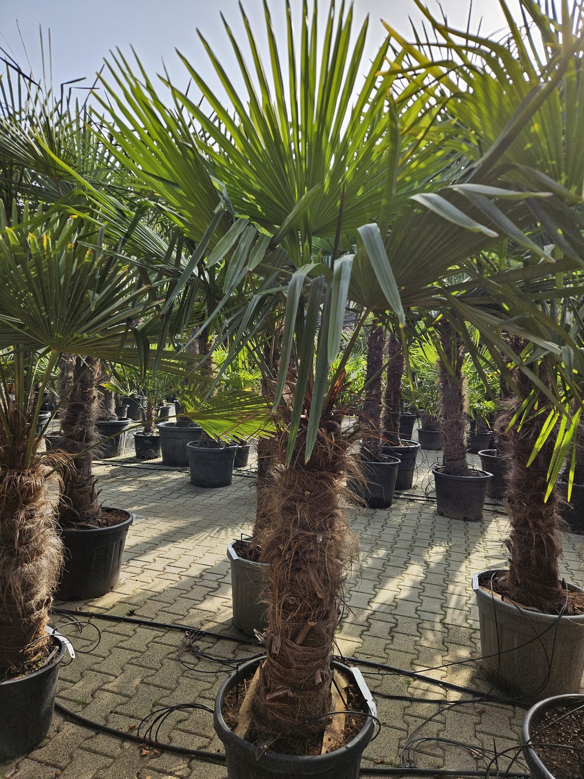 Trachycarpus Fortunei - Chinese waaierpalm, stamhoogte 80 cm bij Tropic Garden Enschede