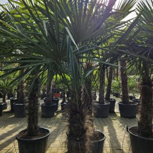 Trachycarpus Fortunei - Chinese waaierpalm, stamhoogte 90 cm bij Tropic Garden Enschede