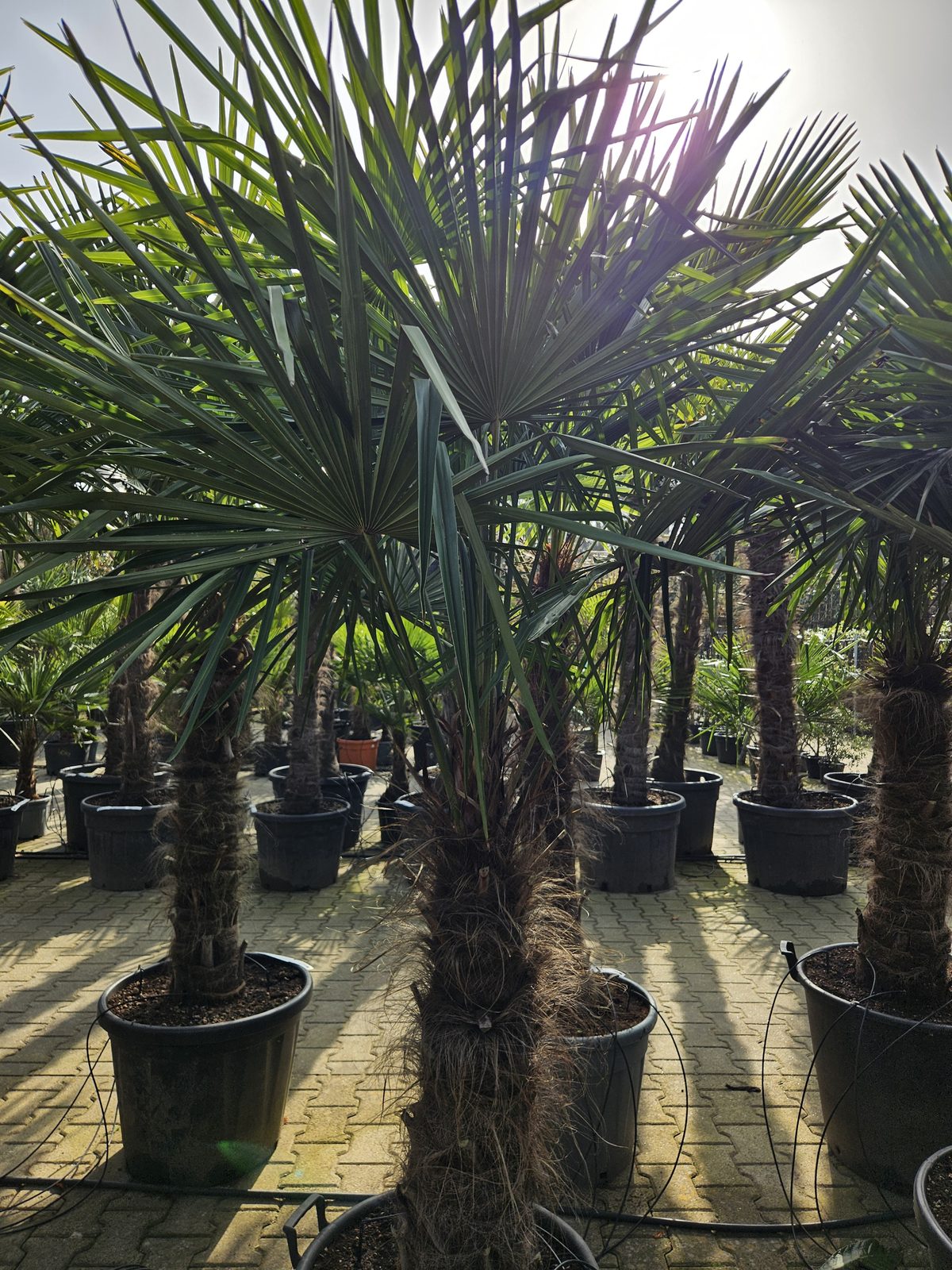 Trachycarpus Fortunei - Chinese waaierpalm, stamhoogte 90 cm bij Tropic Garden Enschede