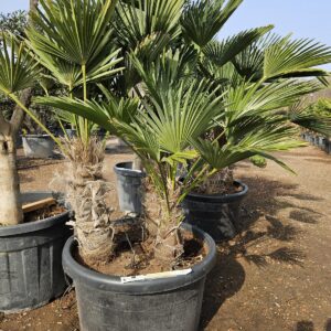 Trachycarpus Wagnerianus multistam - meerstammige dwergwaaierpalm bij Tropic Garden Enschede