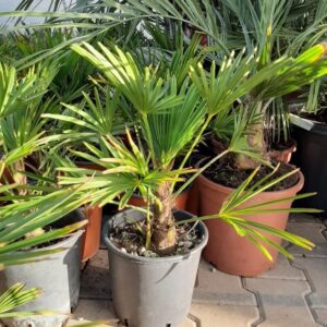 Trachycarpus Wagnerianus - dwergwaaierpalm, stamhoogte 10 tot 15 cm bij Tropic Garden Enschede