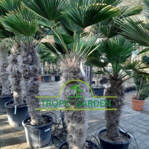 Trachycarpus Wagnerianus - dwergwaaierpalm, stamhoogte 100 tot 120 cm bij Tropic Garden Enschede