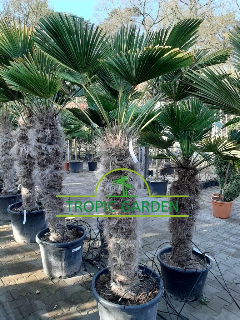 Trachycarpus Wagnerianus - dwergwaaierpalm, stamhoogte 100 tot 120 cm bij Tropic Garden Enschede